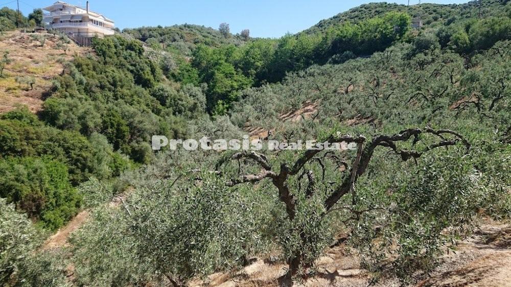 Αγροτεμάχια 4.208 τ.μ. προς πώληση, Λουτρά Αιδηψού