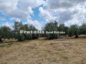 Οικόπεδο 2.500 τ.μ. για πώληση