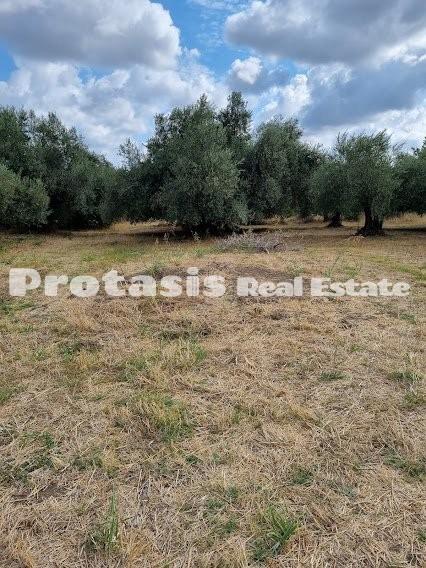 Οικόπεδο 2.500 τ.μ. προς πώληση, Ταξιάρχης Ωρεών