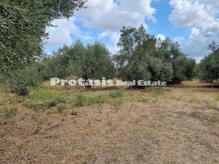 Οικόπεδο 2.500 τ.μ. προς πώληση, Ταξιάρχης Ωρεών