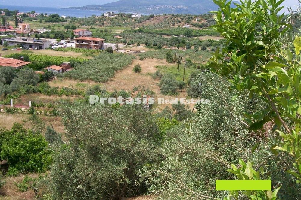 Αγροτεμάχια 14.188 τ.μ. προς πώληση, Λουτρά Αιδηψού