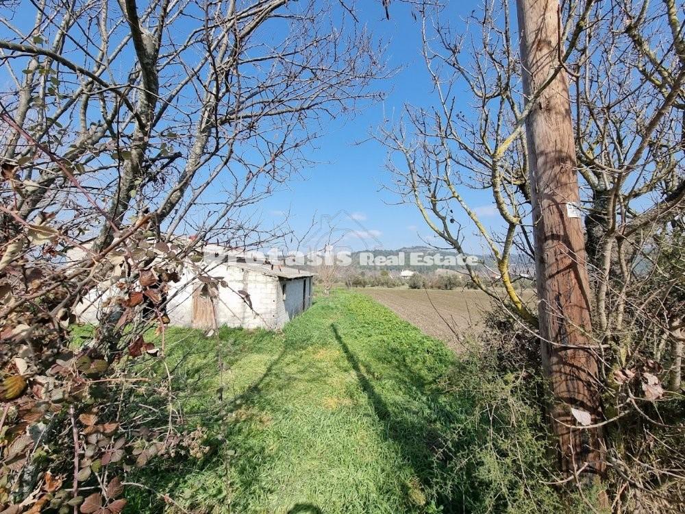 Αγροτεμάχια 20.000 τ.μ. προς πώληση, Ιστιαία