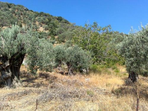 Αγροτεμάχια 2.000τ.μ. για πώληση-Αιδηψός » Ν. ηλείας