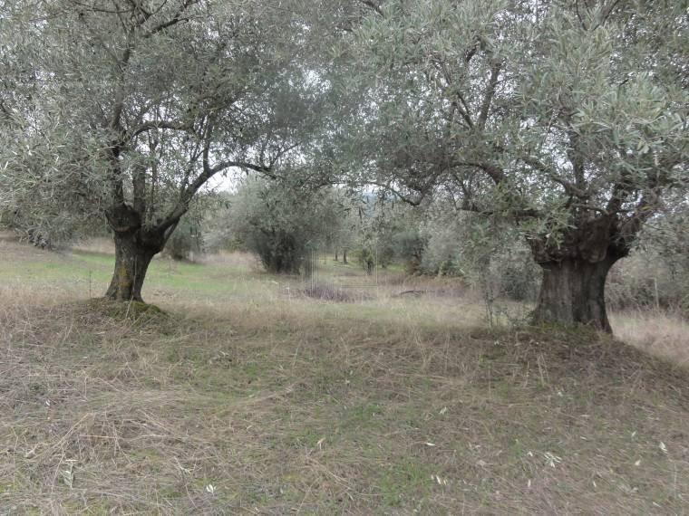 Αγροτεμάχια 5.786 τ.μ. για πώληση, Εύβοια, Αιδηψός