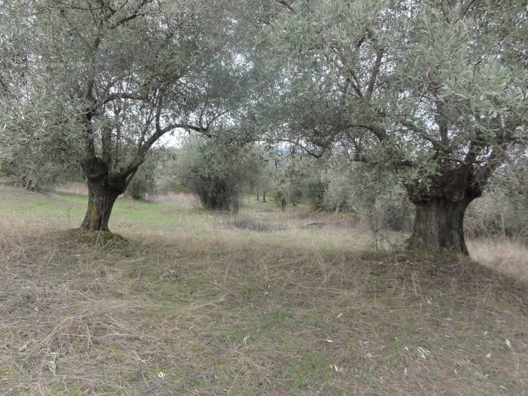 Αγροτεμάχια 5.786τ.μ. για πώληση-Αιδηψός » Αγιόκαμπος