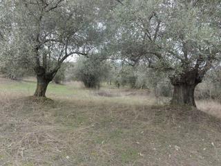 Αγροτεμάχια 5.786 τ.μ. για πώληση
