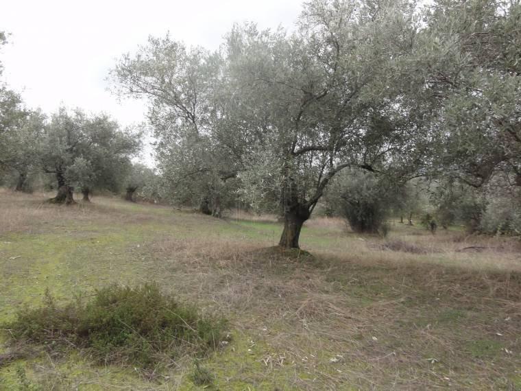 Αγροτεμάχια 5.786 τ.μ. προς πώληση, Εύβοια, Αιδηψός