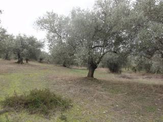 Αγροτεμάχια 5.786 τ.μ. για πώληση, Εύβοια, Αιδηψός-thumb-2