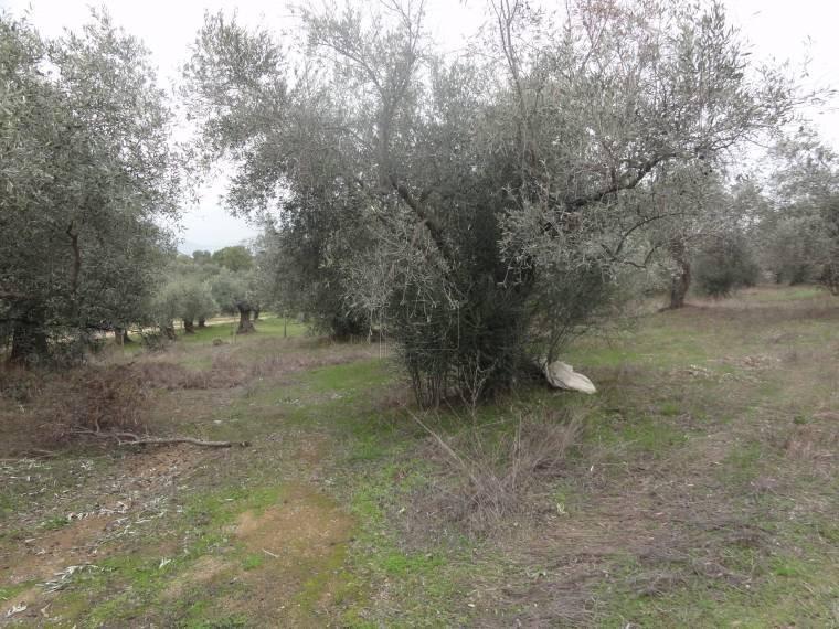 Αγροτεμάχια 5.786 τ.μ. προς πώληση, Εύβοια, Αιδηψός