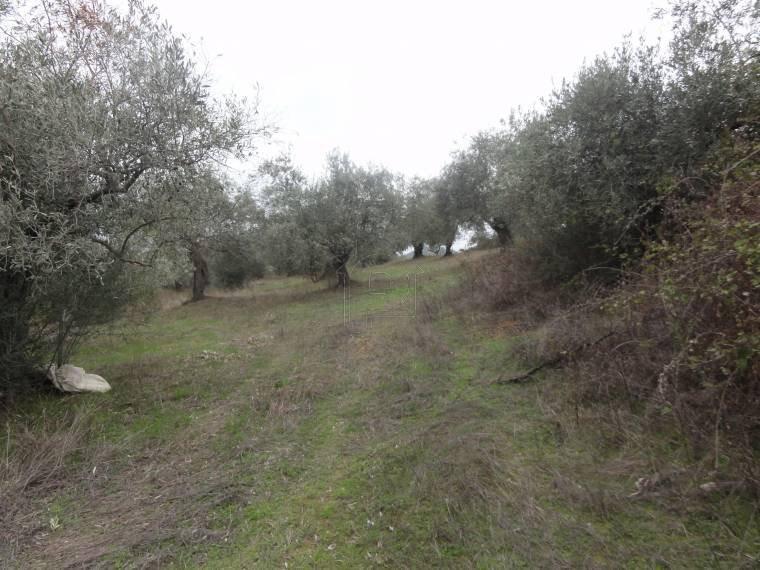 Αγροτεμάχια 5.786 τ.μ. προς πώληση, Εύβοια, Αιδηψός