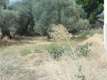 Οικόπεδο 570 τ.μ. για πώληση, Εύβοια, Αιδηψός-thumb-1