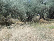 Οικόπεδο 570 τ.μ. για πώληση, Εύβοια, Αιδηψός-thumb-3