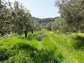 Αγροτεμάχια 2.519 τ.μ. για πώληση