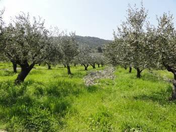 Αγροτεμάχια 2.519 τ.μ. προς πώληση, Νέος Πύργος Ωρεών