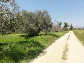Αγροτεμάχια 2.519 τ.μ. προς πώληση, Νέος Πύργος Ωρεών