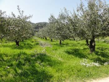 Αγροτεμάχια 2.519 τ.μ. προς πώληση, Νέος Πύργος Ωρεών