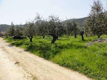 Αγροτεμάχια 2.519 τ.μ. προς πώληση, Νέος Πύργος Ωρεών