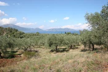 Αγροτεμάχια 4.300 τ.μ. προς πώληση, Νέος Πύργος Ωρεών