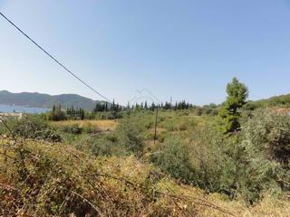 Αγροτεμάχια 4.000 τ.μ. για πώληση