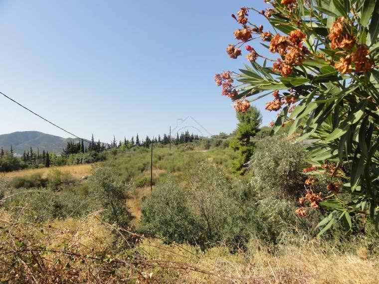 Αγροτεμάχια 4.000 τ.μ. προς πώληση, Λουτρά Αιδηψού