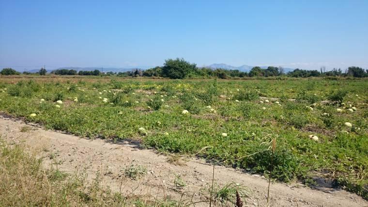 Αγροτεμάχια 12.000 τ.μ. προς πώληση, Ωρεοί