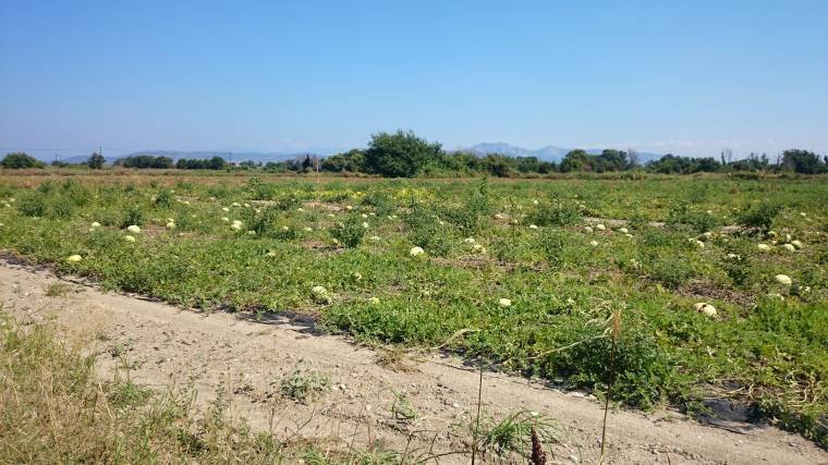 Αγροτεμάχια 12.000τ.μ. για πώληση-Ωρεοί