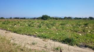 Αγροτεμάχια 12.000 τ.μ. για πώληση