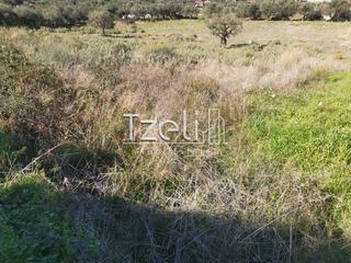 Αγροτεμάχια 12.500 τ.μ. για πώληση, Αχαΐα, Μεσσατίδα-thumb-5