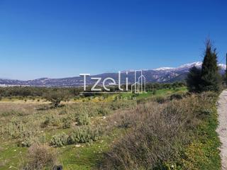 Αγροτεμάχια 12.500 τ.μ. για πώληση, Αχαΐα, Μεσσατίδα-thumb-6