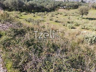 Αγροτεμάχια 12.500 τ.μ. για πώληση, Αχαΐα, Μεσσατίδα-thumb-13