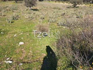 Αγροτεμάχια 12.500 τ.μ. για πώληση, Αχαΐα, Μεσσατίδα-thumb-14