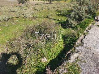 Αγροτεμάχια 12.500 τ.μ. για πώληση, Αχαΐα, Μεσσατίδα-thumb-17