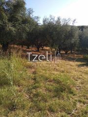 Οικόπεδο 10.000 τ.μ. για πώληση, Αχαΐα, Μεσσατίδα-thumb-27