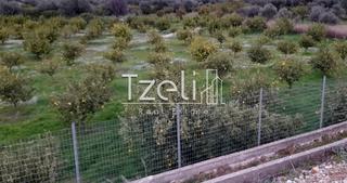 Οικόπεδο 7.800 τ.μ. για πώληση, Αχαΐα, Διακοπτό-thumb-9