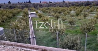 Οικόπεδο 7.800 τ.μ. για πώληση, Αχαΐα, Διακοπτό-thumb-12