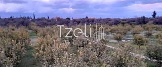 Οικόπεδο 7.800 τ.μ. για πώληση, Αχαΐα, Διακοπτό-thumb-29
