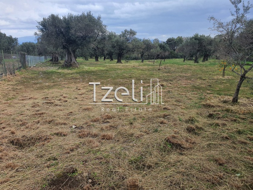 Land plot 2.500sqm for sale-Rio » Drepano