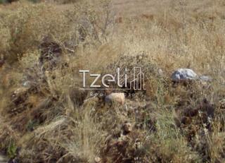 Οικόπεδο 527 τ.μ. για πώληση, Αχαΐα, Μεσσατίδα-thumb-12