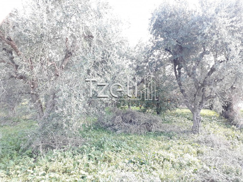 Land plot 4.217sqm for sale-Erineo » Ziria