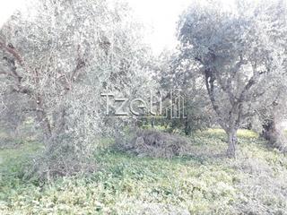 Οικόπεδο 4.217 τ.μ. για πώληση