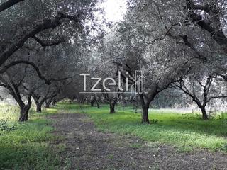 Αγροτεμάχια 1.500 τ.μ. για πώληση, Αχαΐα, Ρίο-thumb-3