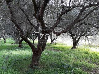 Αγροτεμάχια 1.500 τ.μ. για πώληση, Αχαΐα, Ρίο-thumb-5
