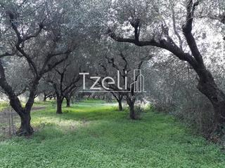 Αγροτεμάχια 1.500 τ.μ. για πώληση, Αχαΐα, Ρίο-thumb-8