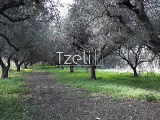 Αγροτεμάχια 1.500 τ.μ. για πώληση, Αχαΐα, Ρίο-thumb-10