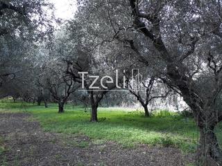 Αγροτεμάχια 1.500 τ.μ. για πώληση, Αχαΐα, Ρίο-thumb-13