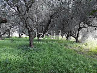 Αγροτεμάχια 1.500 τ.μ. για πώληση, Αχαΐα, Ρίο-thumb-15
