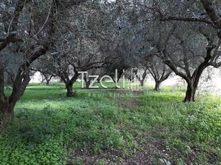 Αγροτεμάχια 1.500 τ.μ. για πώληση, Αχαΐα, Ρίο-thumb-16
