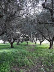 Αγροτεμάχια 1.500 τ.μ. για πώληση, Αχαΐα, Ρίο-thumb-19