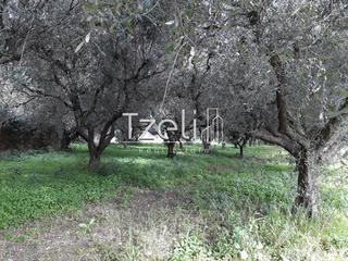 Αγροτεμάχια 1.500 τ.μ. για πώληση, Αχαΐα, Ρίο-thumb-20
