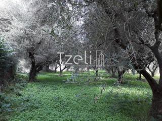 Αγροτεμάχια 1.500 τ.μ. για πώληση, Αχαΐα, Ρίο-thumb-22